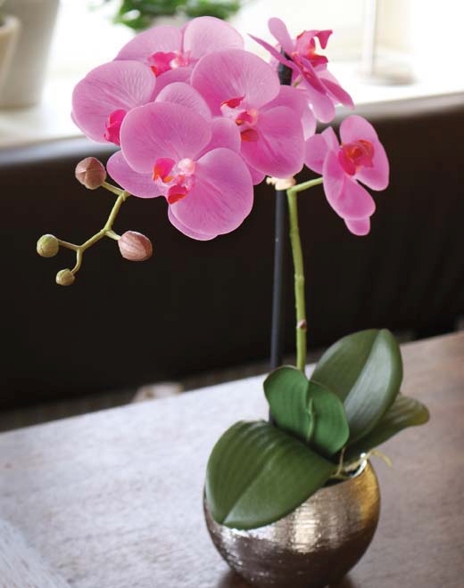  // Orchidee Phalaenopsis // getopft // Real Touch Soft, cerise // Höhe ca. 45 cm