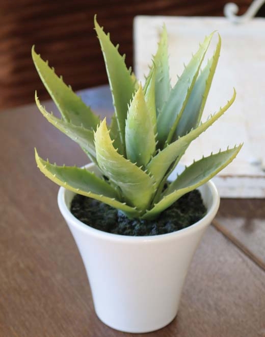 Aloe,getopft,20cm 6055883A3 in grün