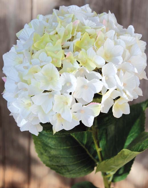  // Hortensie // weiß // Höhe ca. 66 cm