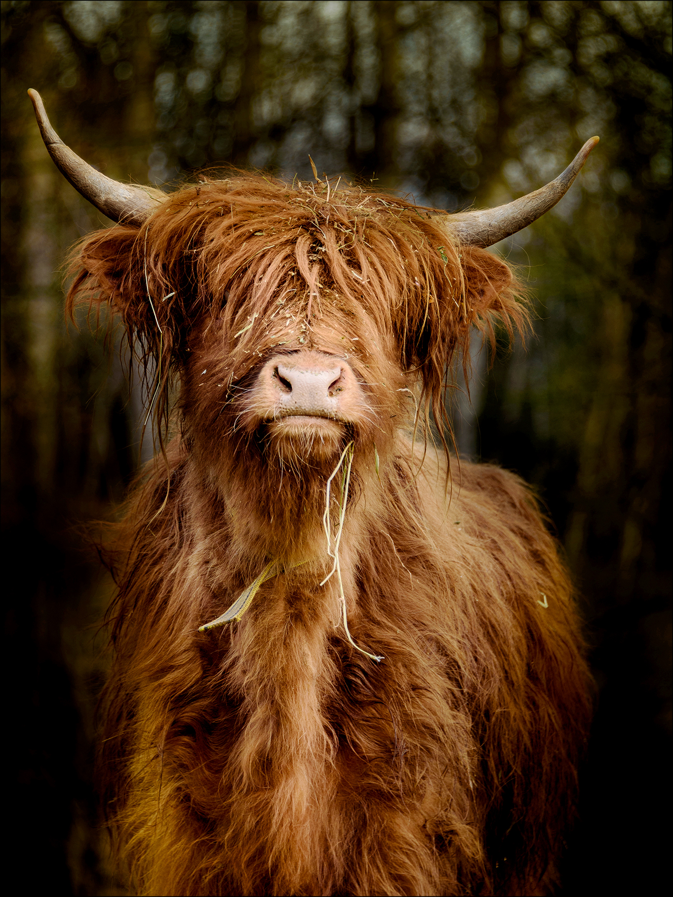 PRO ART Glas-Art 80x60cm Scottish Highland Cattle VI