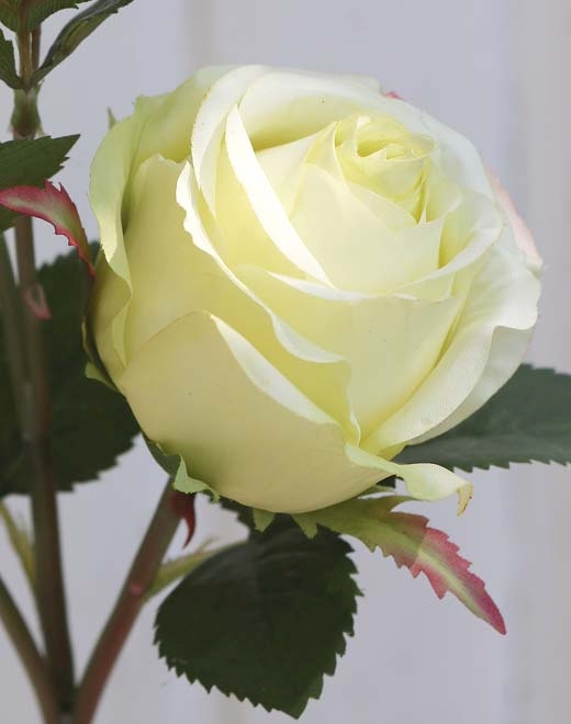 Rose 57cm 2590788A3 in creme-grün