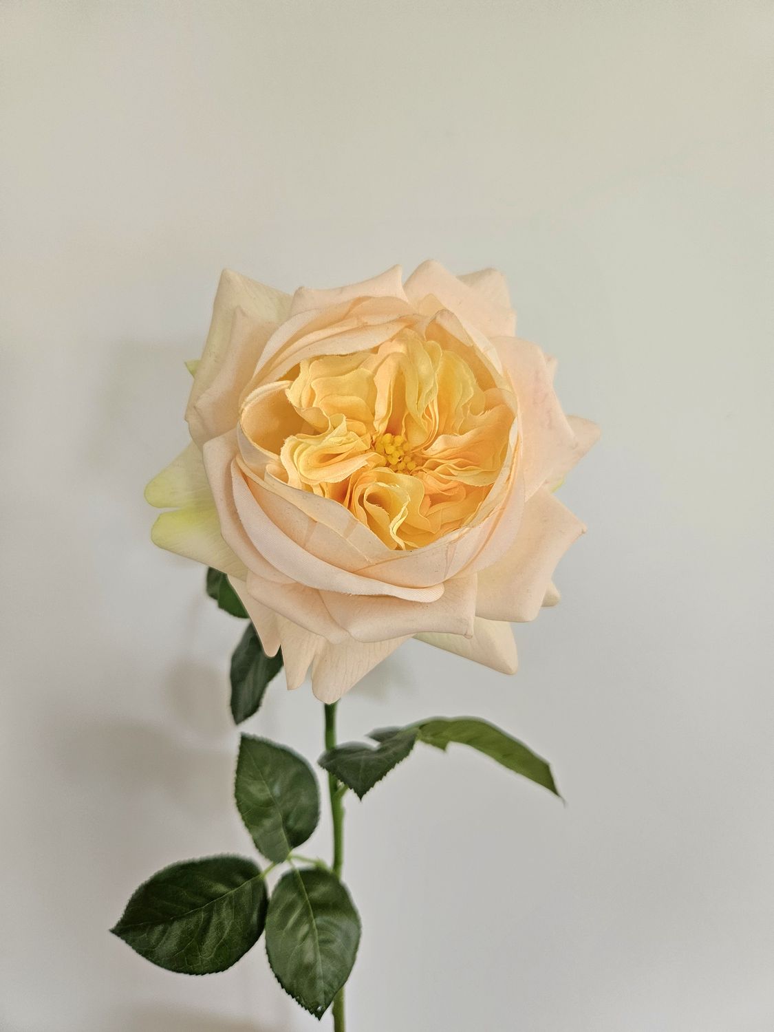 Andreas Englische Rose 65 cm in Real Touch soft, aprikose Englische Rose 65 cm in Real Touch soft, aprikose