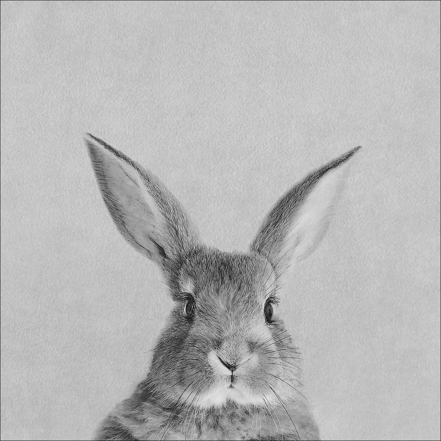 PRO ART Canvas-Art Junges Wohnen 30x30cm Rabbit