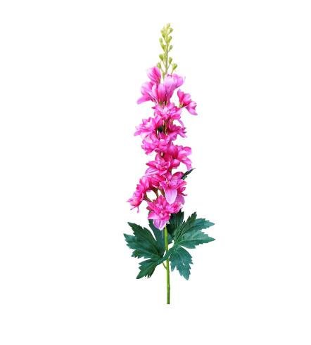 Andreas Delphinium,74cm DELPHINIUM in 