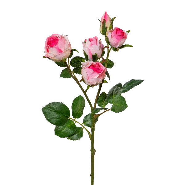 Gasper Polyantarose x 5 4/Poly, 39 in Farbe Rosa, Rosen, Rosenstrauß, Rosenknospen, rosafarben, Blättergrün