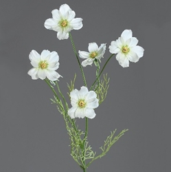 DPI Cosmea in Farbe cream, Anemone, Blume, Blütenblatt, Geranie, Eine andere
