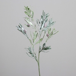 DPI Oliven Zweig mit Früchten in Farbe grün, Kräuterig, Kräuter, Pflanze, Kunst