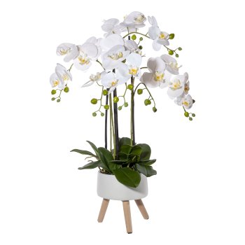 Gasper Orchidee Phalaenopsis x4 in Farbe Weiß