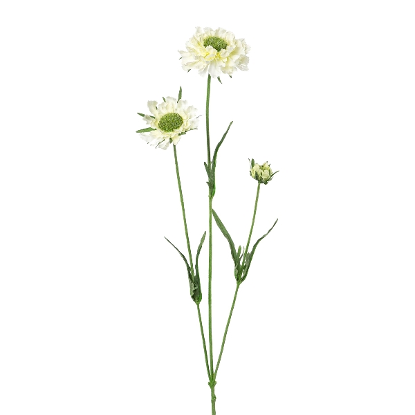 Scabiosa x3,64cm weiß 2022002-40 in Weiß, Kleines-Chafer?, White-petals, Stielblume, Kopfszene, Blumenstängel