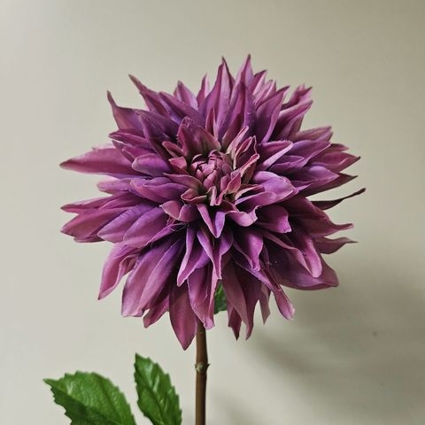 Dahlie 74 cm in antik-dunkelviolett