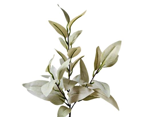 Andreas Eukalyptuszweig,67cm,SFT EUKALYPTUSZWEIG in 