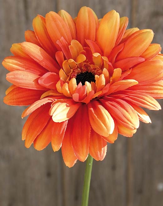 Gerbera m. beflocktem Stiel 9820334A2 in 55 cm, orange