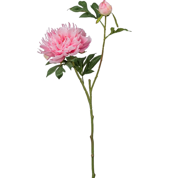 Gasper Peonie, 65cm,rosa in Farbe Rosa, Pfingstrose, Stielblüte, Rosa, Blüte, Blumenstiel