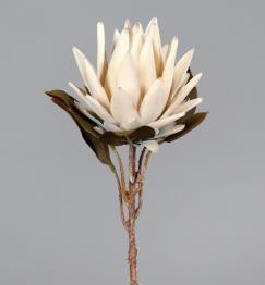 Protea