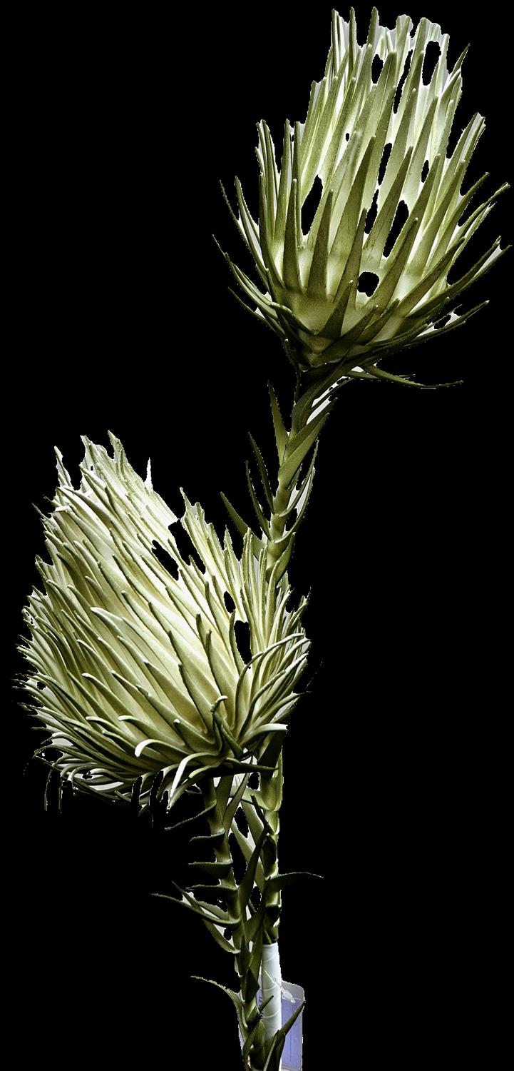 Distel-gigant, 2-fach, 100 cm in frost-grün