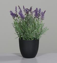 DPI Lavendel im Topf 32cm 57753 in DPI Lavendel im Topf 32cm 57753 in