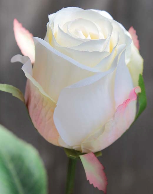  // Rose // creme-aprikose // Höhe ca. 58 cm