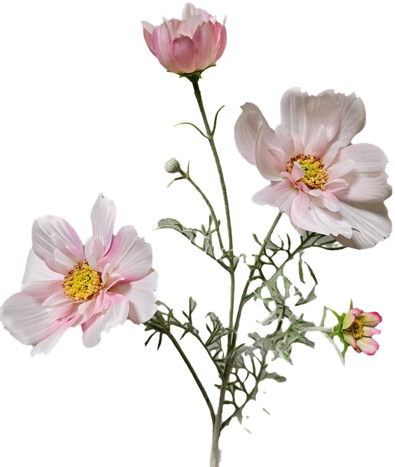 Cosmea 79 cm COSMEA in rosa-weiß