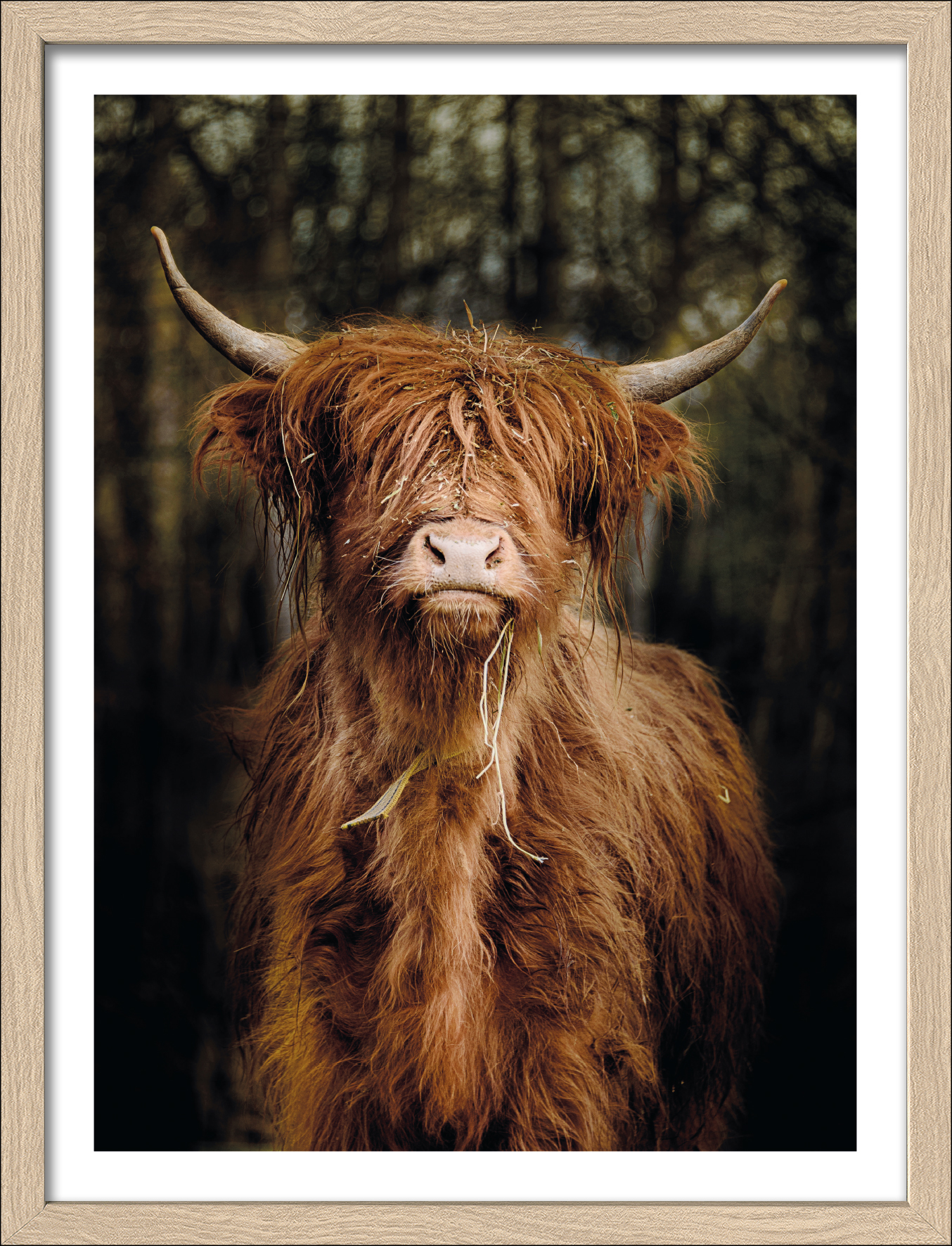 PRO ART Framed-Art Slim Scandic 43x33cm Scottish Highland Cattle VI