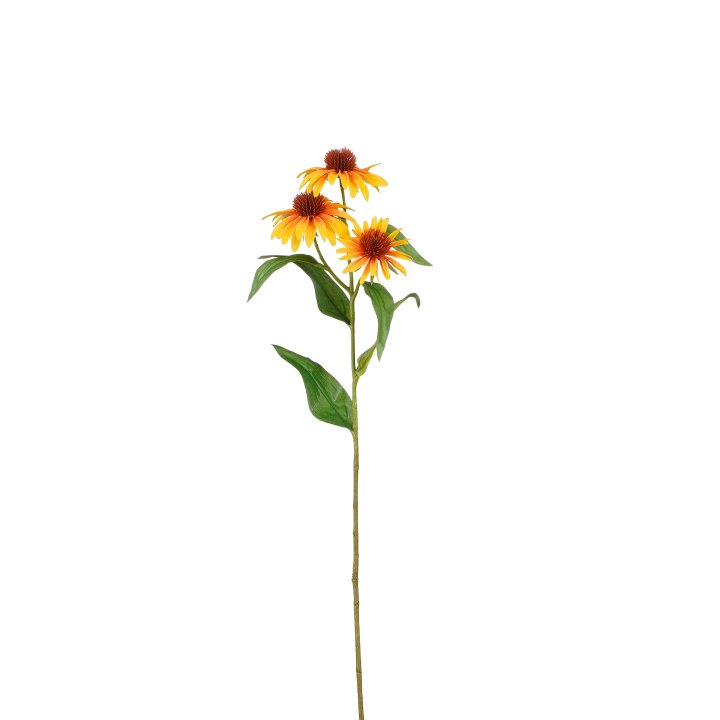 Echinacea Echinacea in Farbe orange, Blume, Stabpflanze, Gelb, Pflanzenstiel, Daisy