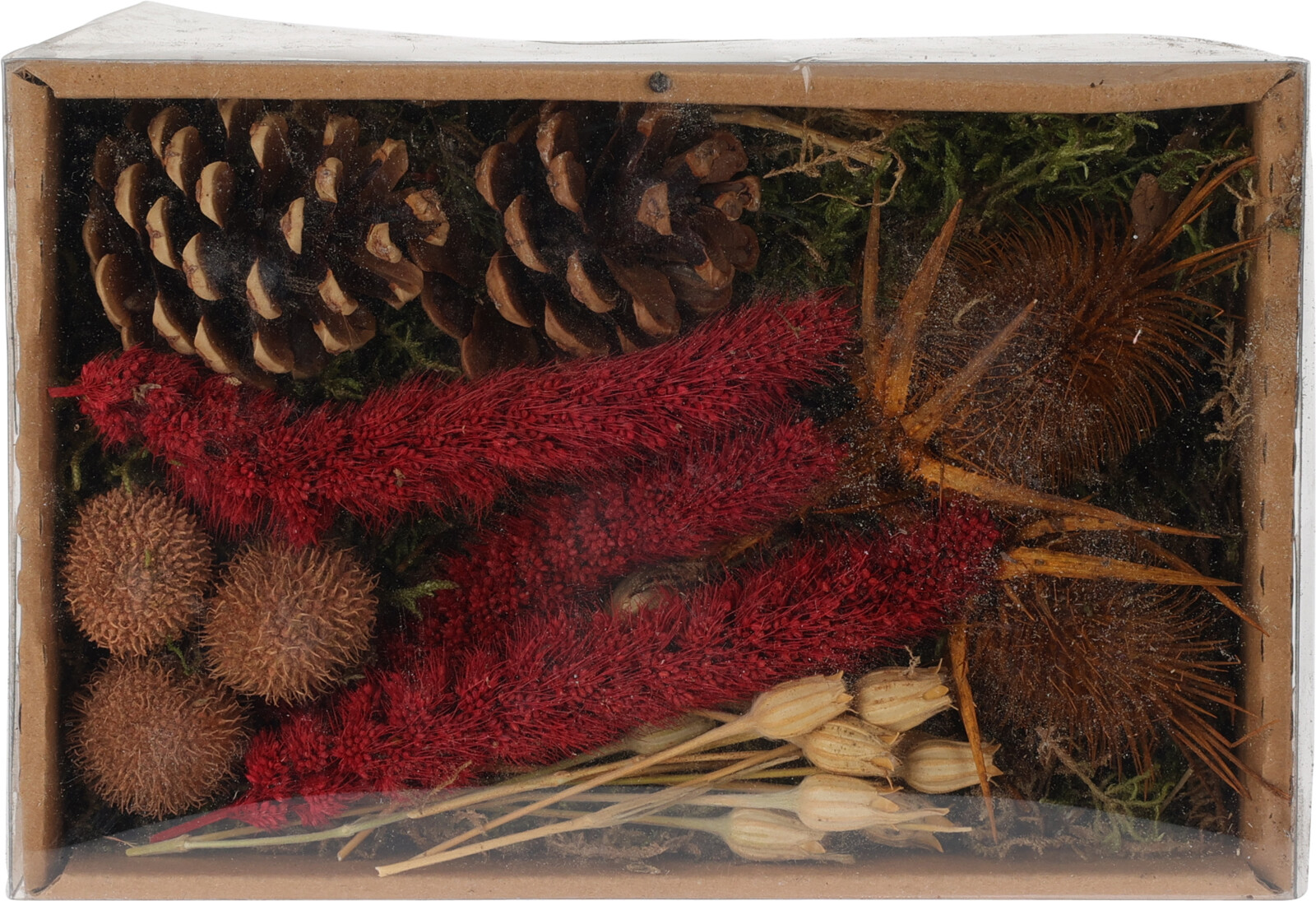 Trockenblumen Mix in Box Rot, Pflanze, Baum, Konifer