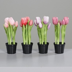 DPI Tulpen im schwarzen Kunststofftopf in Farbe schwarz, Topfpflanze, Töpferei, Vase, Blume, Blütenblatt