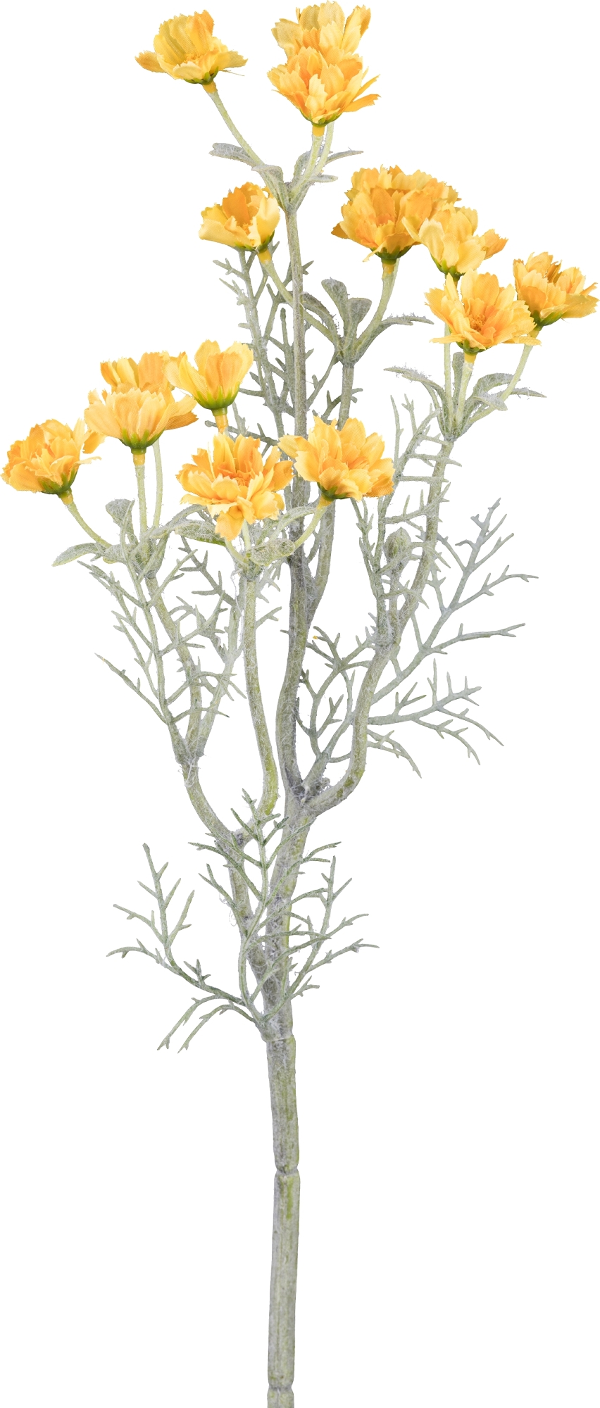 Gasper Margerittenzweig, 55 cm, gelb in Farbe Gelb, Blume, Gelb, Trockenpflanze, Zierpflanze, Astere?