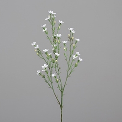 DPI Waxkraut in Farbe cream, Blume, Pflanze, Blumen-Arrangement