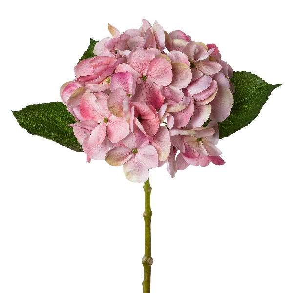 Gasper Hortensie , 48 cm, altrosa in Farbe Altrosa, Hippe Hydrangea, Blumenstiel, Rosa Hydrangea, Blättergrün, Zierblüte