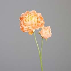 DPI Päonie in Farbe peach DPI Päonie in Farbe peach