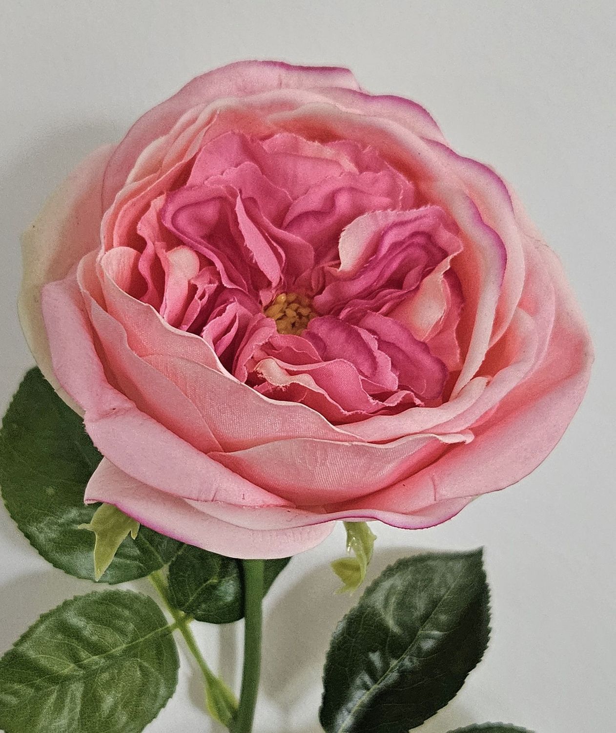 Englische Rose 65 cm in Real Toch soft, rosa
