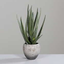 DPI Sukkulenten Arrangement in Farbe grün