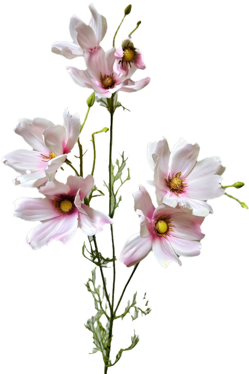 Cosmea,76cm in hellrosa