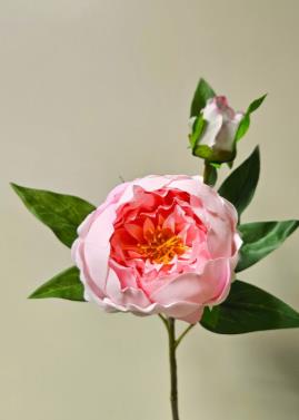 Andreas Pfingstrose halboffen 62 cm PFINGSROSE in Andreas Pfingstrose halboffen 62 cm PFINGSROSE in