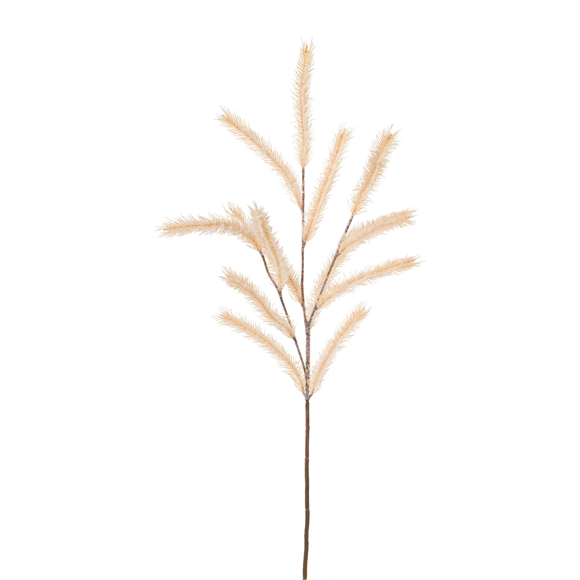 Melica-Graszweig 74cm TOLIK in Beige Gasper Melica-Graszweig TOLIK in creme