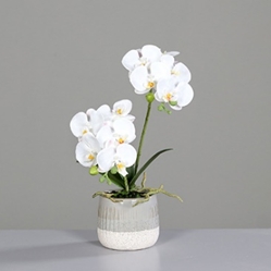 DPI Orchidee in Farbe cream, Blume, Pflanze, Orchidee, Blumen-Arrangement