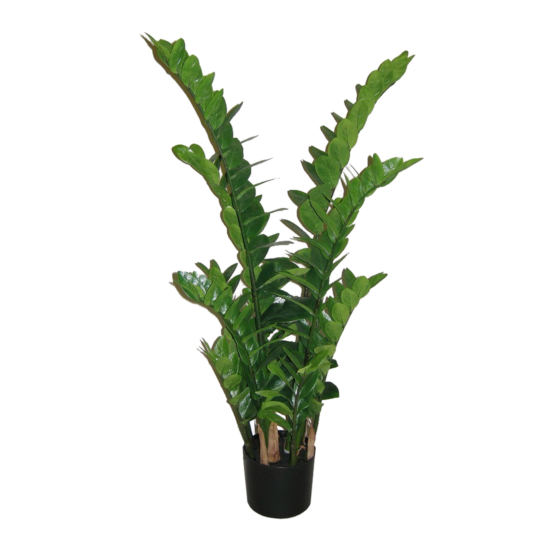 Gasper Zamifolia 110cm in 