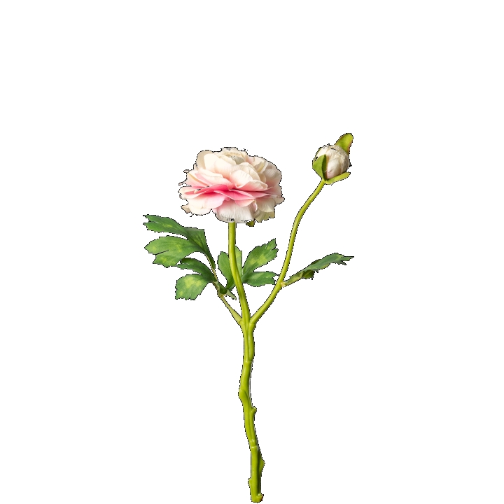 Ranunkel ca. 32cm 1024-510 in Rosa / Pink, Rosengewächs, Rosenblüte, Rosenstrauß, Stiel-Rose, Blattgrün