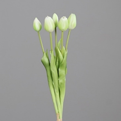 DPI Tulpen Bund in Farbe cream DPI Tulpen Bund in Farbe cream, Knospe, Blume, Pflanze, Sprossen, Blütenblatt