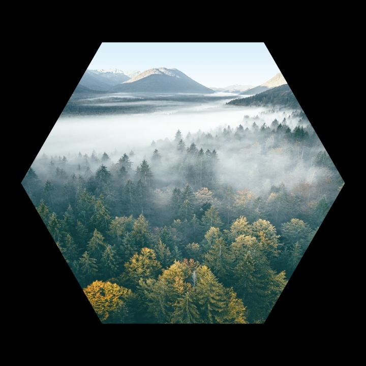 ProArt PRO ART Cut-Outs HEX 50x50cm Foggy Forest Atmoshere ProArt PRO ART Cut-Outs HEX 50x50cm Foggy Forest Atmoshere