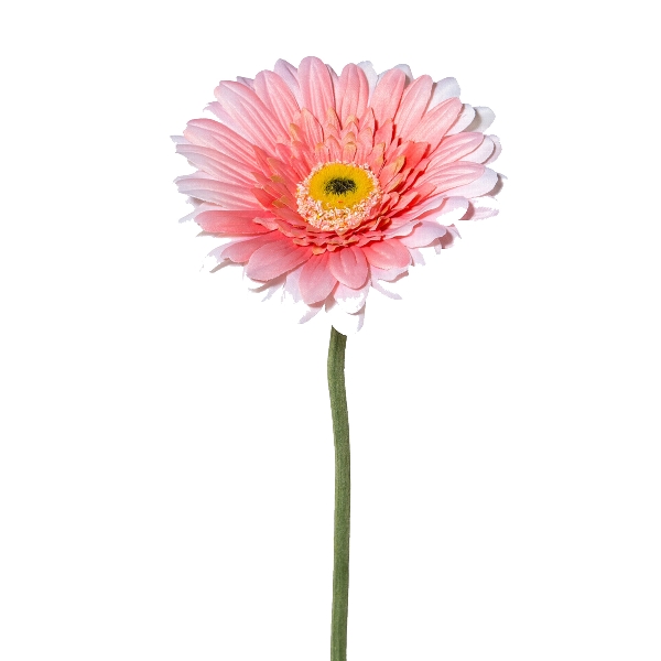 Gerbara 63cm rosa VARENIK in Rosa / Pink, Blume, Gerbera, Pink, Stiel, Blütenkopf