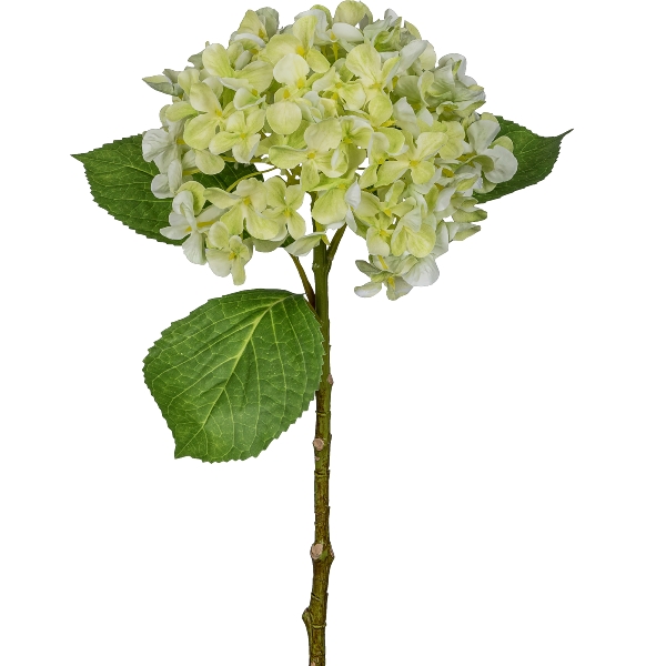 Gasper Hortensie, 48cm,hellgrün in Farbe Hellgrün Gasper Hortensie, 48cm,hellgrün in Farbe Hellgrün, Hortensienzweig, Blätter, Blütenkopf, Grünerstiel, Zierpflanze