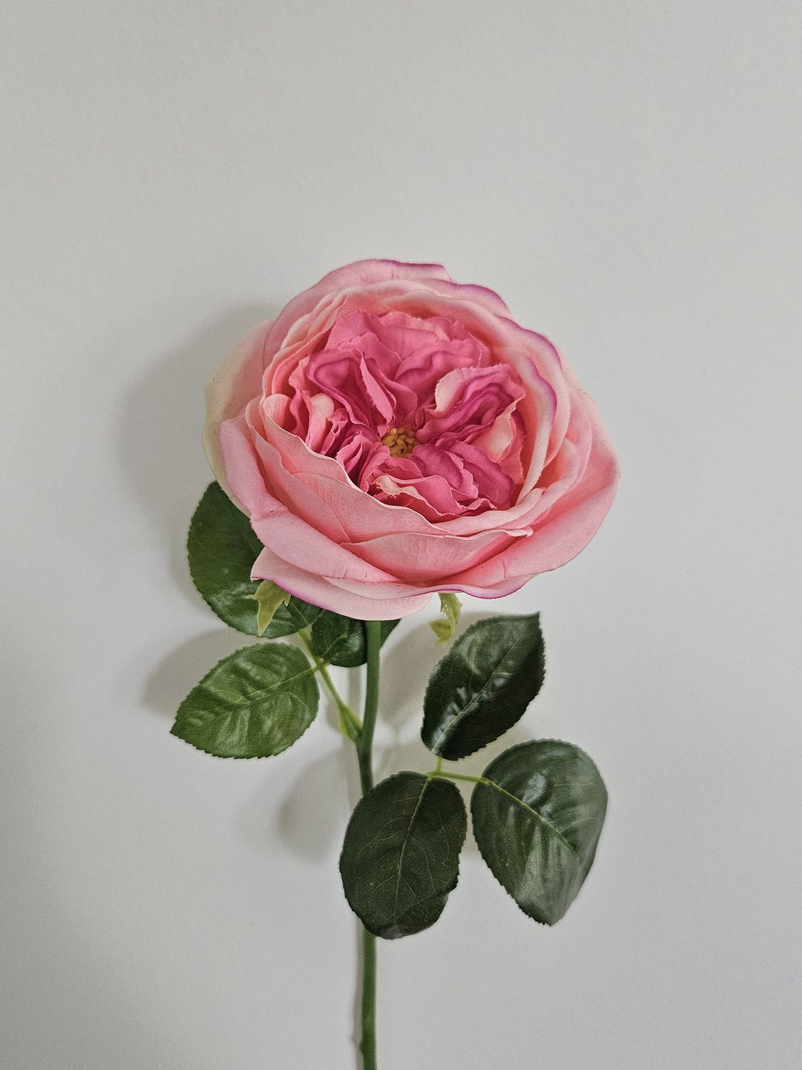 Englische Rose 65 cm in Real Toch soft, rosa