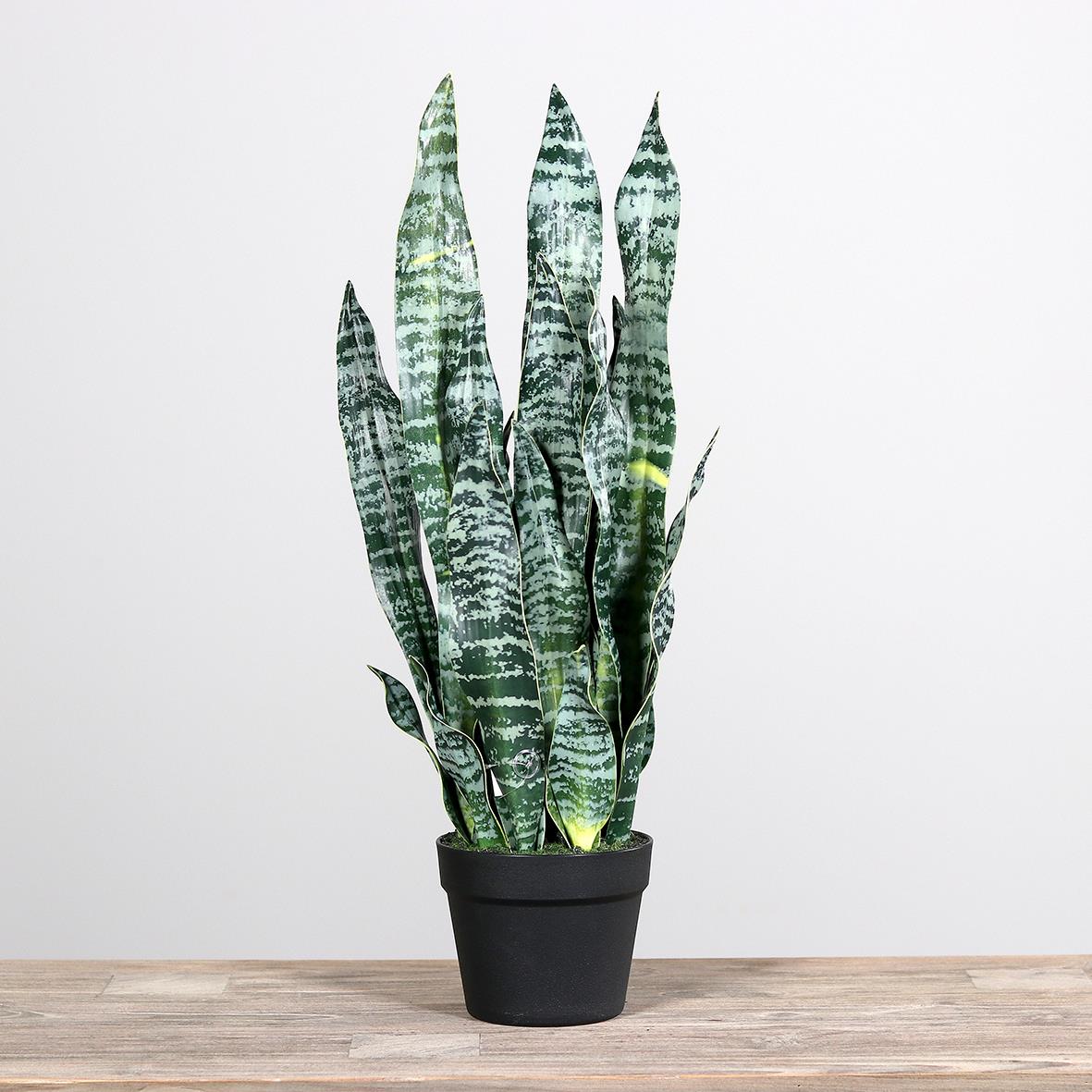 DPI Sanseveria in Farbe green, Schlangenpflanze, Sansevieria, Zimmerpflanze, grüne Blätter, Topfpflanze