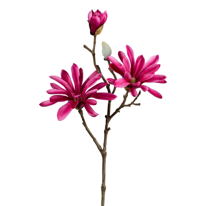 Sternmagnolie ca.45cm 1224006-04 in Sonstige, Magnolien, Rosa Blüte, Stängel, Knospe, Blütenzweig