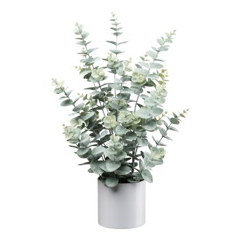 Gasper Eucalyptus im weißen in Farbe Grau-Grün
