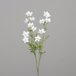 DPI Mini-Cosmea-Zweig in Farbe cream, Blume, Pflanze, Blütenblatt, Arenaria, Anemone