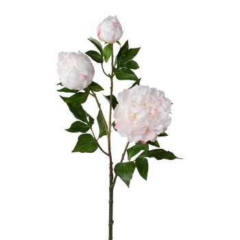 Gasper Peonie x 3 in Farbe Weiß