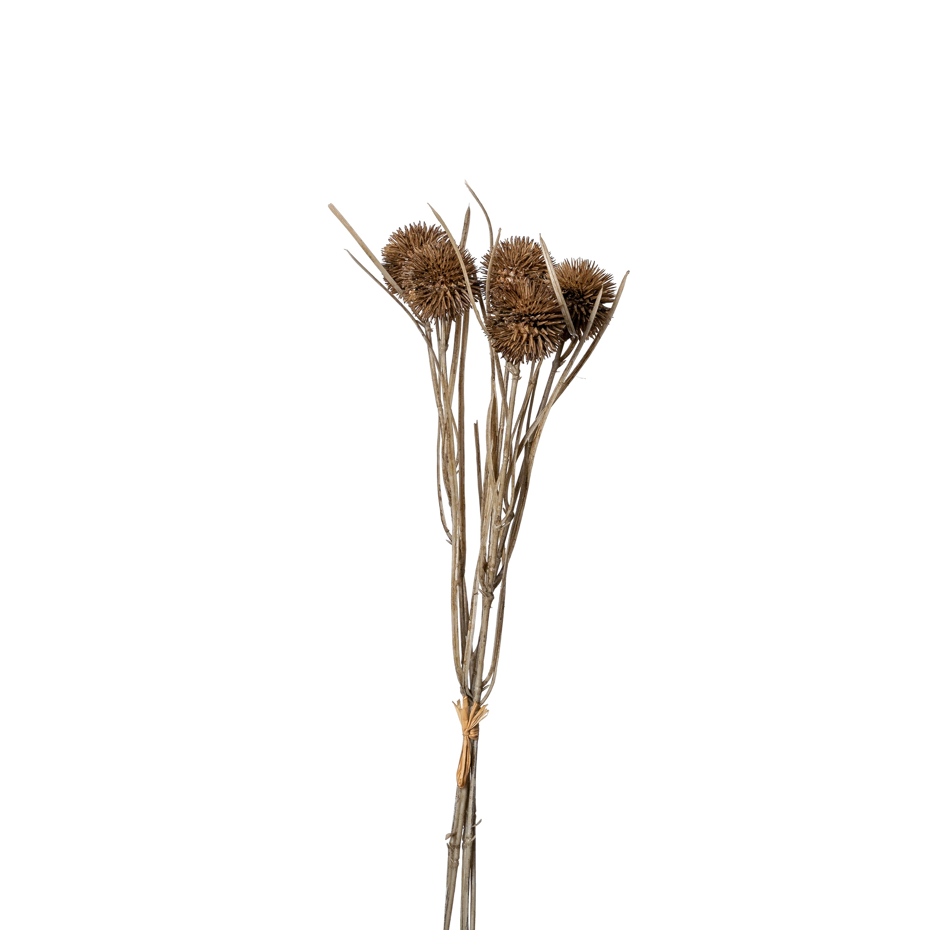 Blumenbündel Thorn ca.40 cm 1627-616 in Beige Flower Manufaktur Blumenbündel Thorn ca. 40cm in Farbe Nature