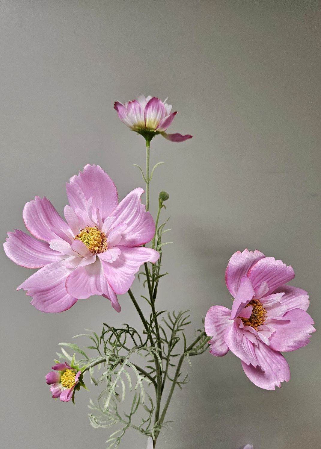 Andreas Cosmea 79 cm COSMEA in rosa